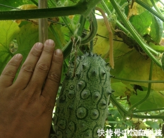 排毒养颜|农村这野果长得像流星锤,一言不合就自爆,排毒养颜功效杠杠的!