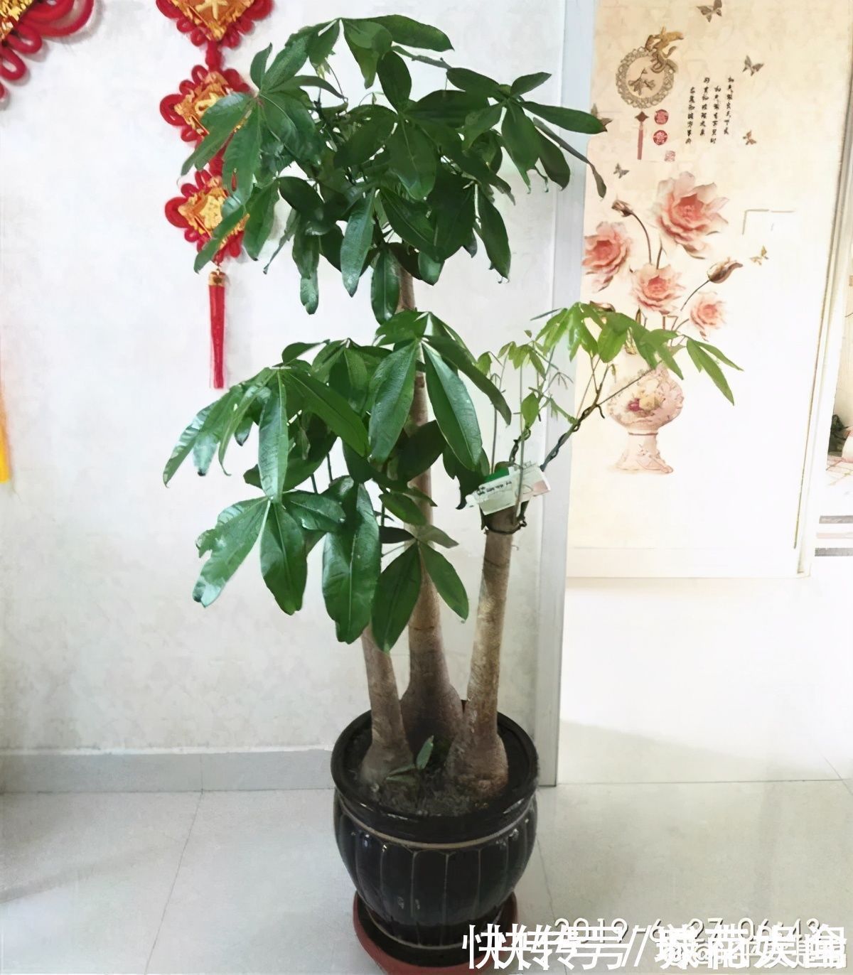 耐旱|超级耐旱花，整个冬天不浇水，还能胖一圈