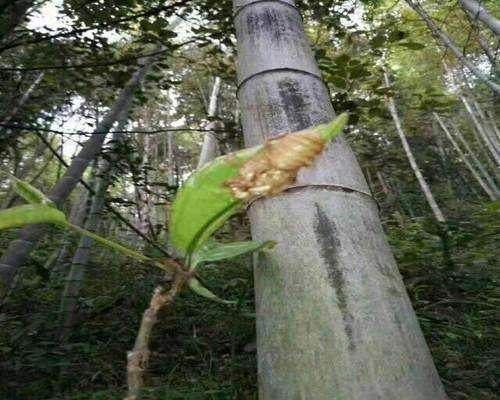 营养价值|深山老林不起眼的野草，千元一斤都难买，营养价值极高