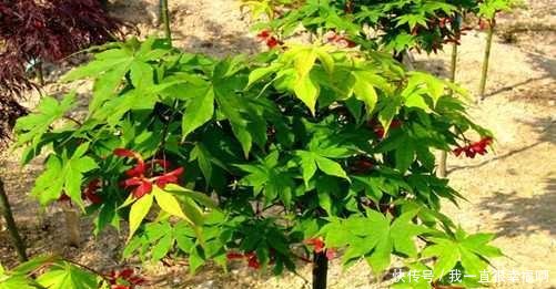 槭树怎样制作盆景 让你的槭树盆栽成为红叶树中的 一枝独秀 快资讯