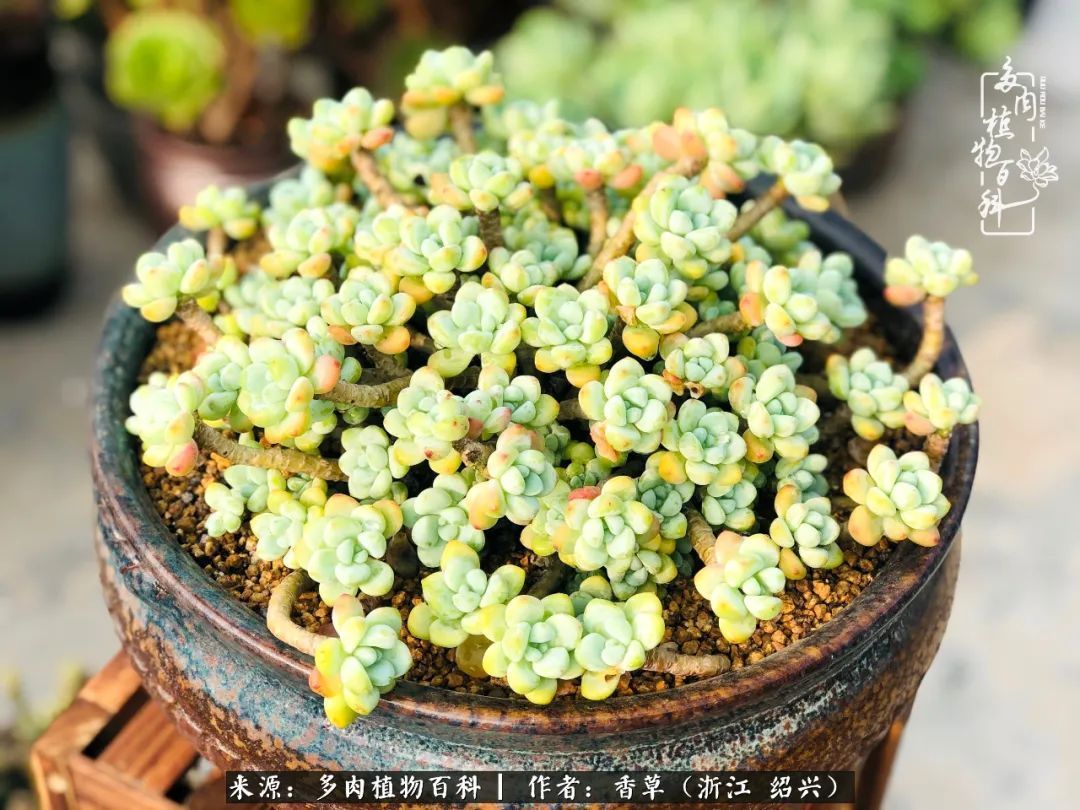 阳台上的一亩三分地，我愿与你一起，与时光媲美！