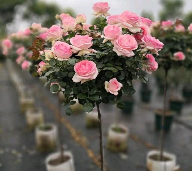 蔷薇杆子|嫁接的长出枝条了怎么办不断打顶促枝,枝多月季开花易爆盆