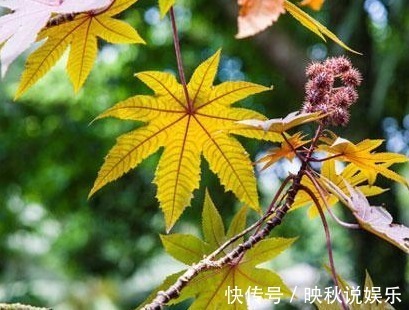 野草|这种农村的野草，不仅能治疗风湿关节痛，还能治破伤风！