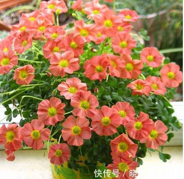 仙人球|五种比吊兰绿萝还好养的花，沾土即活，开到爆盆，阳台变花海！