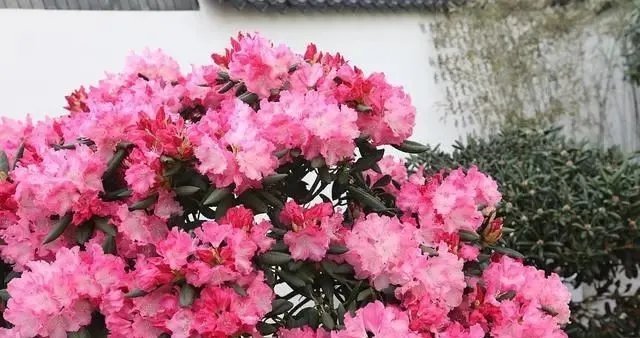 这3种花都是“病美人”,室内养难度大,入手需谨慎