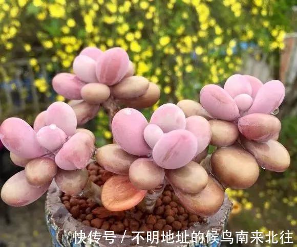 60种多肉图鉴及养护要点，1分钟学会，超全超实用！