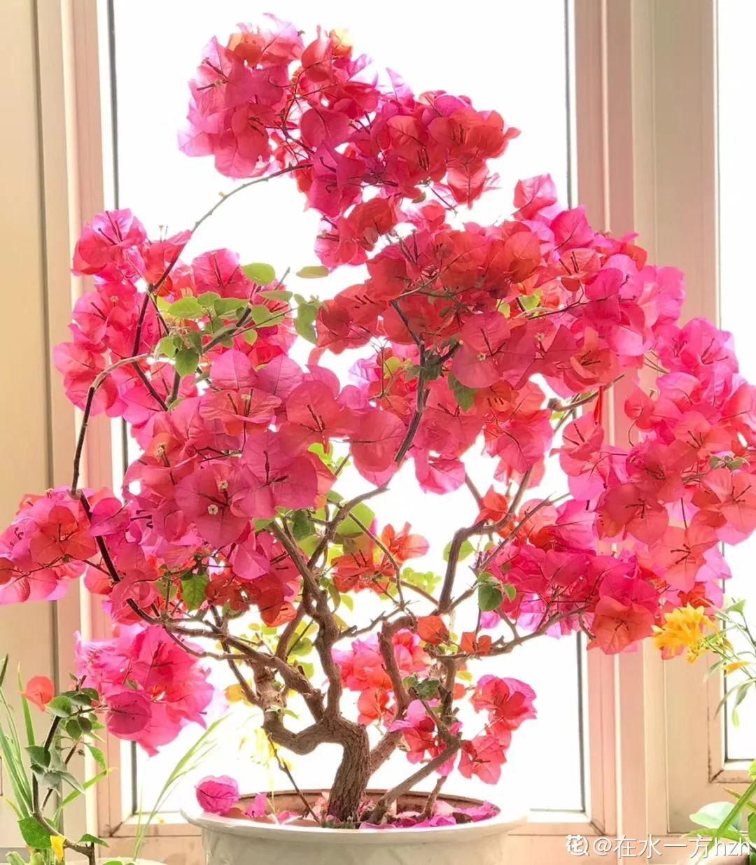 这10种花爱喝醋，浇水加点酸，叶子油亮爱开花！