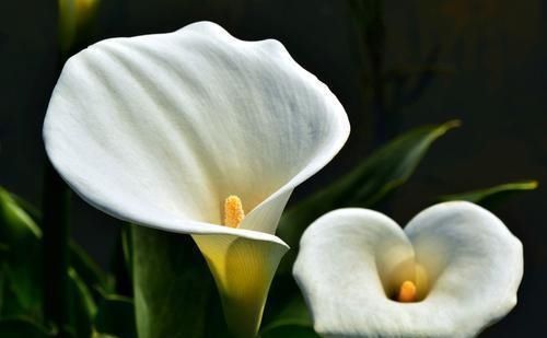 这3种花要多浇水,水多了就爆盆到处生长,夏天养正合适