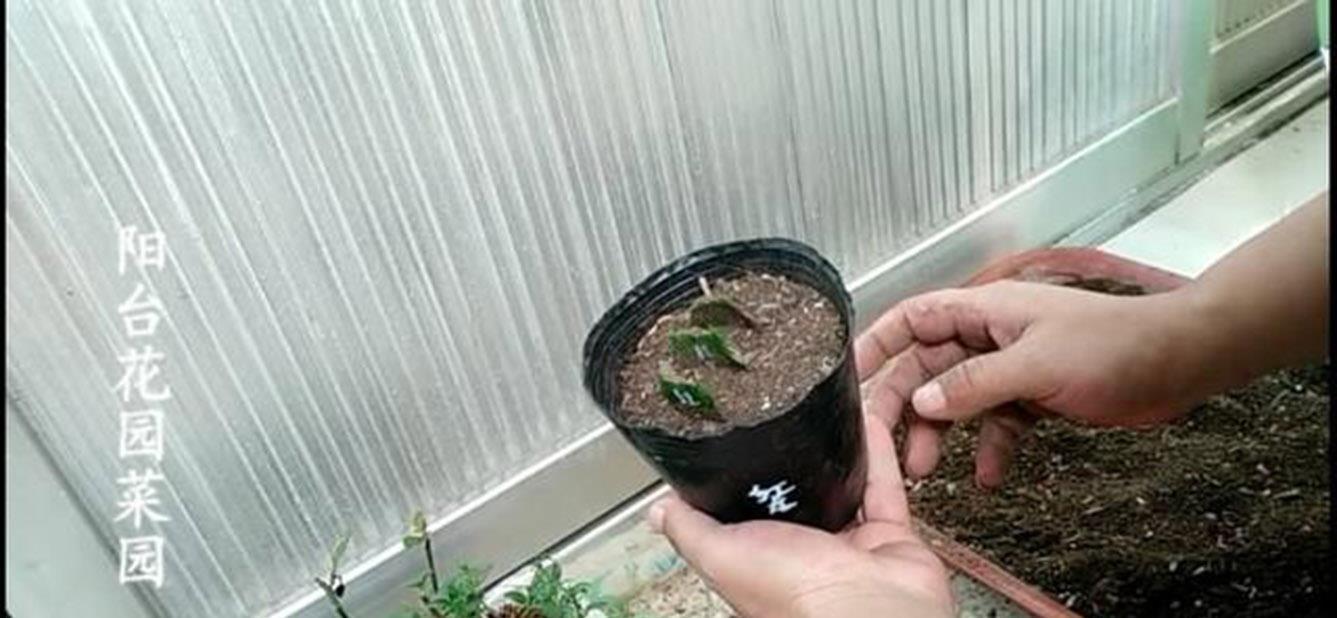 一个叶片，扦插蟹爪兰，一晾一晒，大白根7天冒出来