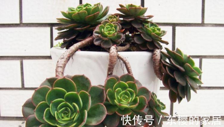 多肉|天热玉蝶会摊大饼,该怎么办?办好3件事,长出莲花头