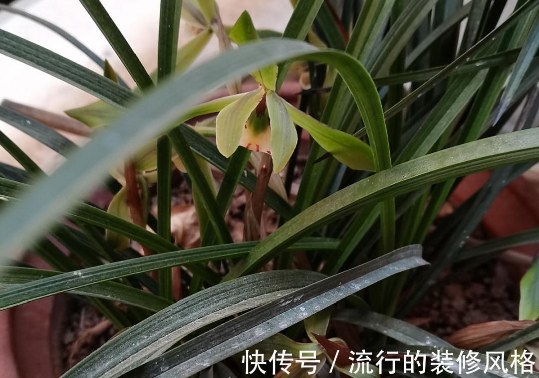 黄叶|养花“黑名单”实在太难养,心累