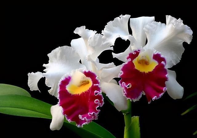 假鳞茎|卡特兰有“3怕”,知道的都是老花友,避开它们,根壮叶绿开花多