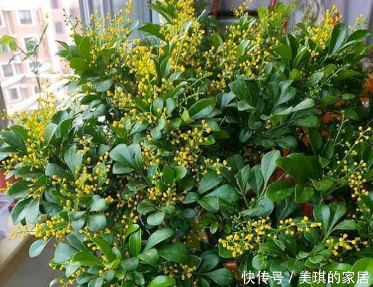 4种花很耐养,沾土就能活,阳台变花园,太美了!