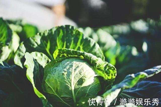 维生素c|它是“天然养胃菜”,还是血管清理工!才几块一斤,千万别错过