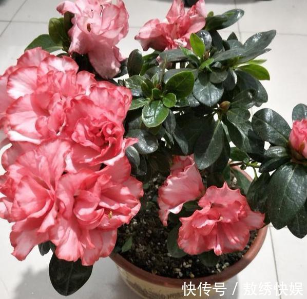 土壤贫瘠、结块，该怎么改善用上这“2种药”，养花没压力