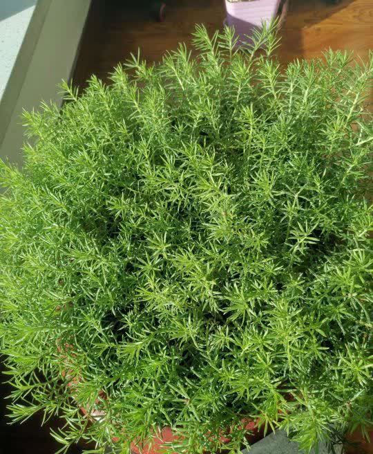 “最累”的8种花,花开连续几个月,一次开花几百朵