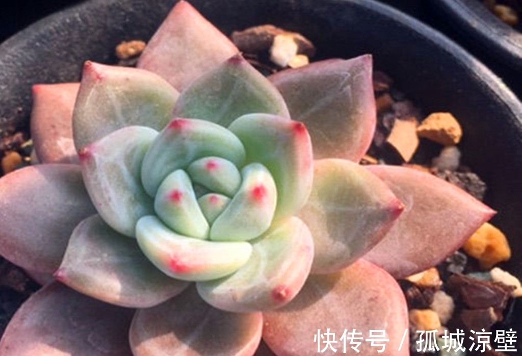 当气质出尘的雪莲遇上它们,就有了风姿各异的多肉,看看你有哪种