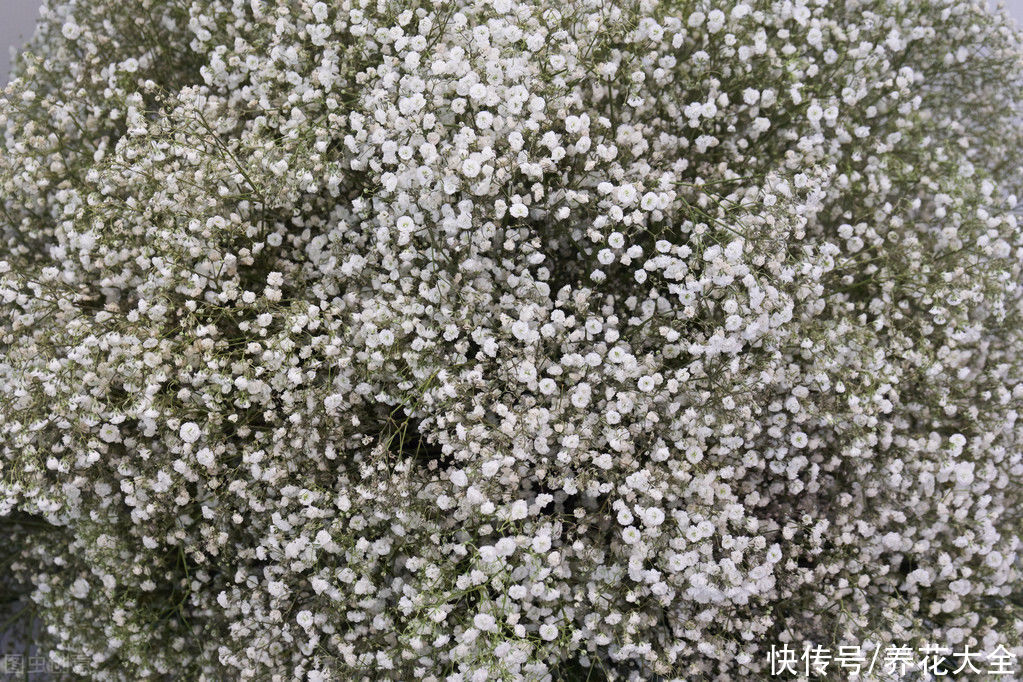花材|鲜花做成干花，颜色质感有特点，还可以放在家中点缀