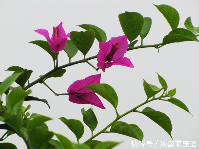 三角梅不开花?黑袋子里“逼一逼”,花期持续到“国庆”