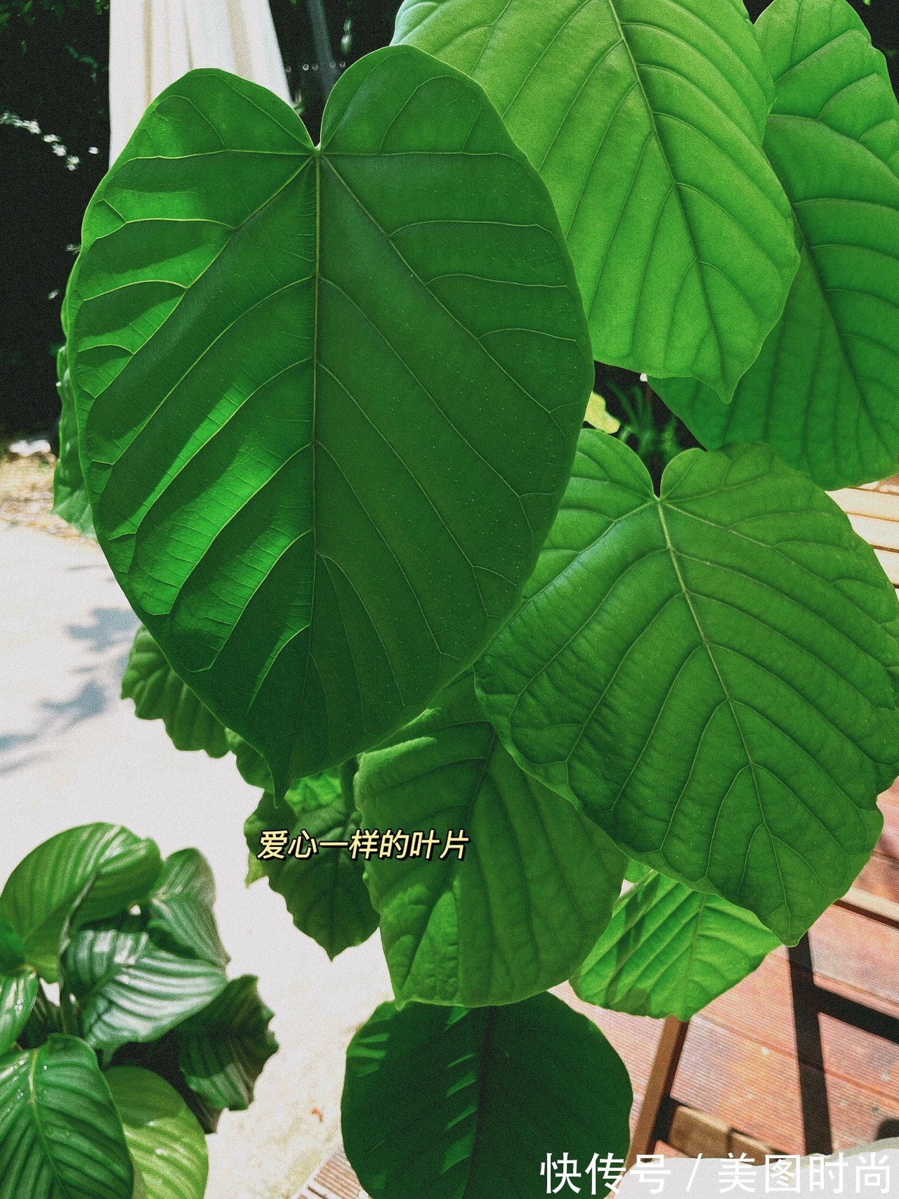 花园|花了两万块,用了7天时间改造40㎡一楼花园,分享花园改造过程