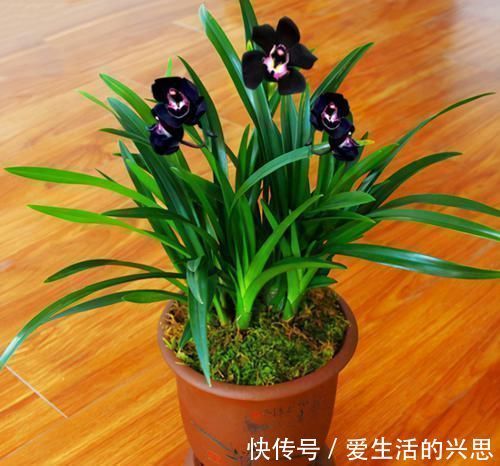 新手|被抢购一空的兰花,绿杆紫花,花大奇香,叶片油亮,新手也能养