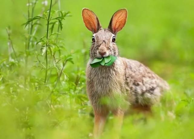 一起长大!新娘结婚出上联兔子不吃窝边草,难坏新郎,伴郎们对出8个下联