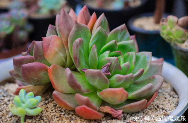 果皮肥|多肉不好养给它喂点“这种水”,快速上色越长越旺,爆盆不是梦