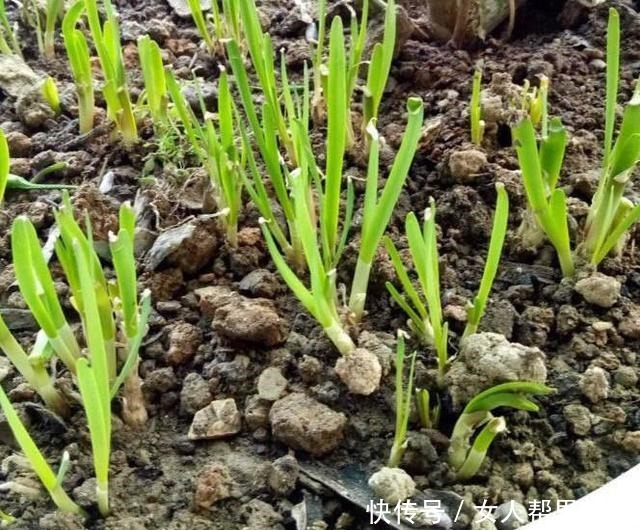 家种韭菜为啥长不快,补上这个方法后,种后苗粗收割多,吃法多