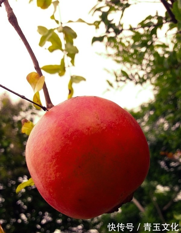 营养|人到中年,要坚持吃四种食物,补充营养、延缓衰老