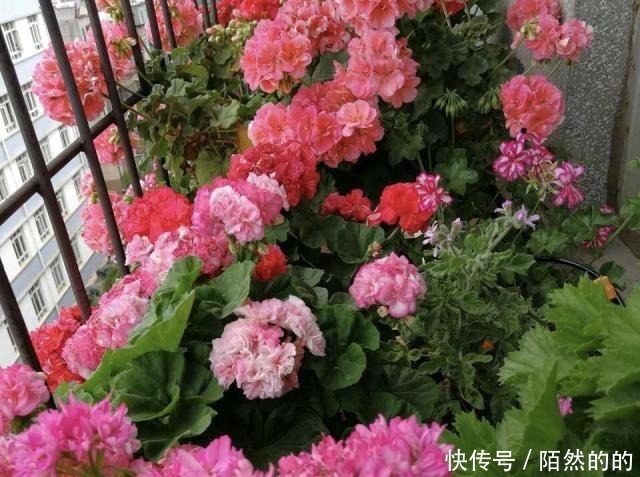 阳台养上6种花,再不担心没花赏,开花一茬接一茬,花朵鲜艳!
