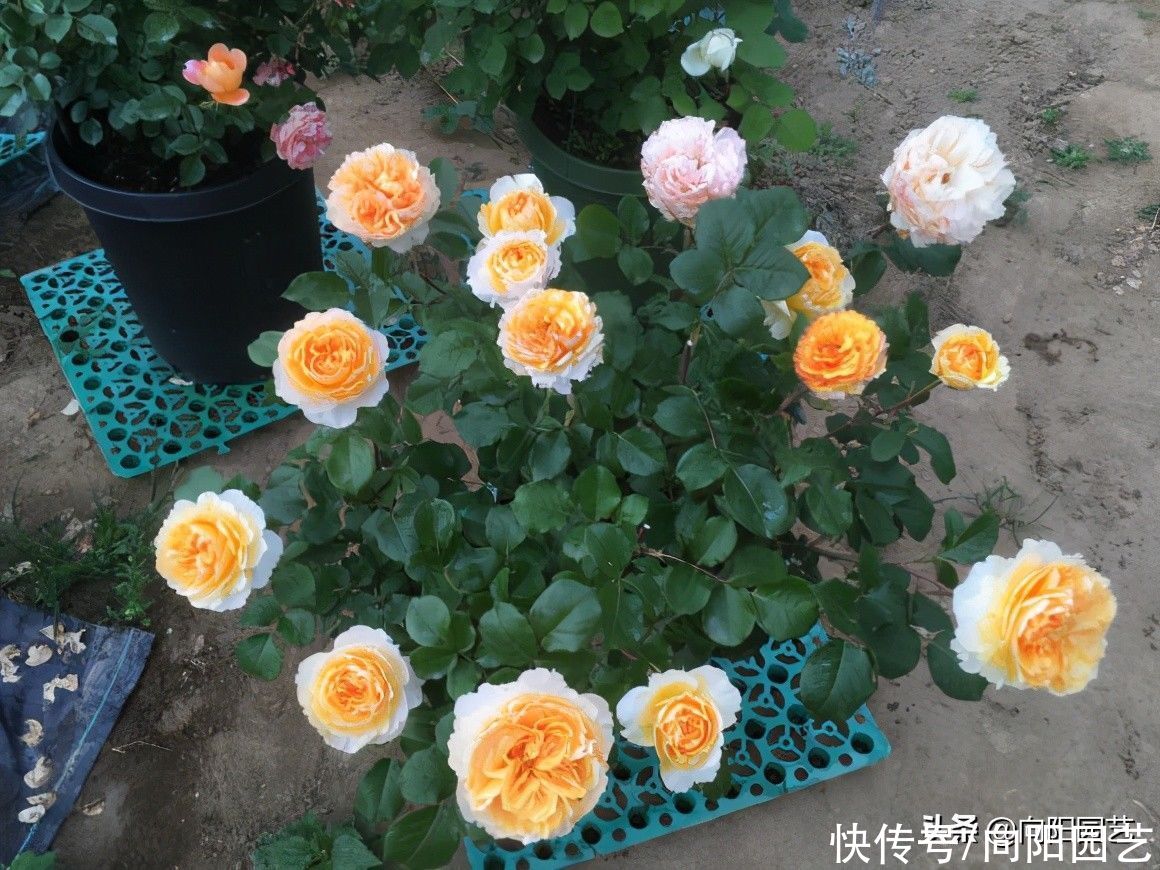 主干|月季花也有好坏！如何挑选好的月季？养好月季花，苗子要选对