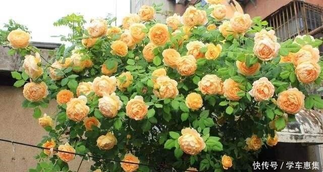 春季养月季,一定要掐芽,开花多10倍,长得枝肥叶壮,爬满阳台!