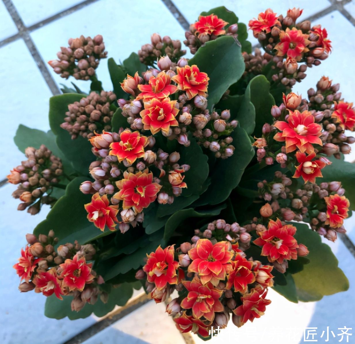 施肥|养长寿花有“5大忌”，新手养不好，关键就在这里