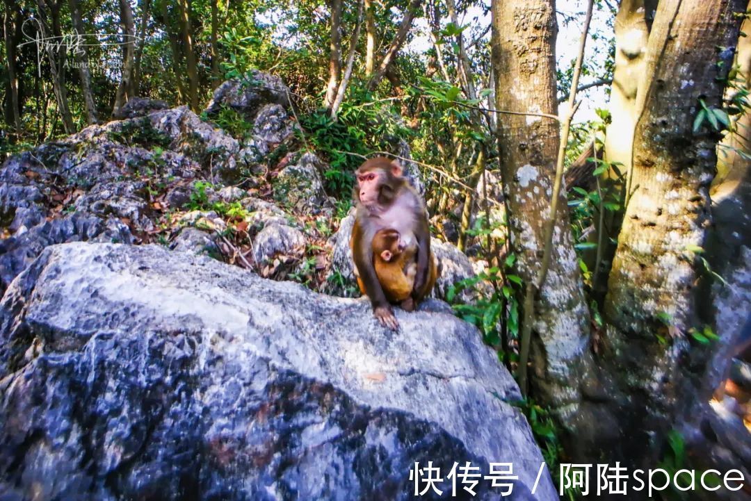 千岛湖景区|野猴伤人推人事件频发，为什么杭州千岛湖景区里的就那么听话？