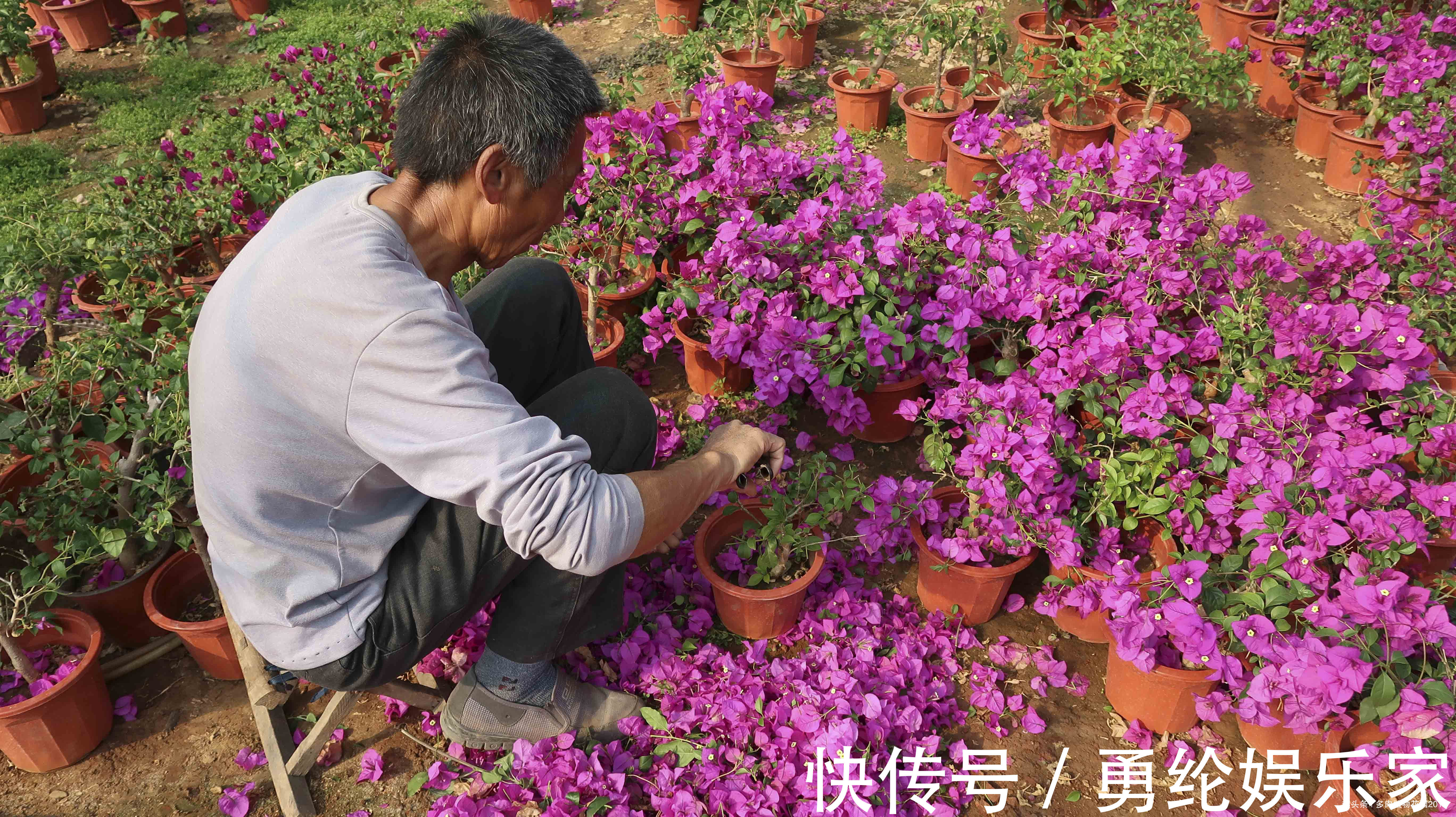 三角梅正是开花的时候，花农大爷却把花都剪掉了