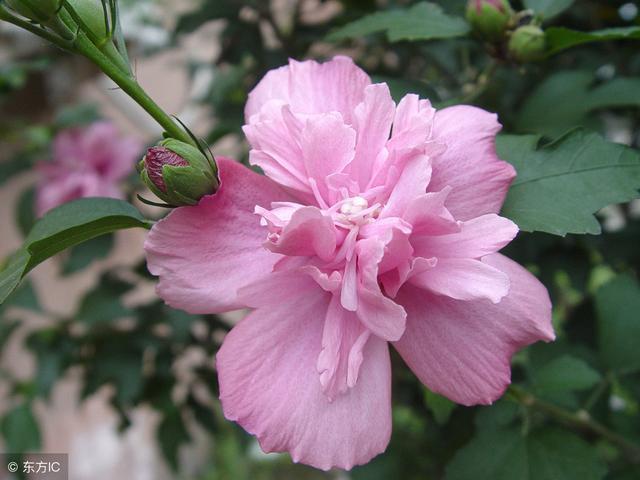  花朵|农村庭院常见“疟子花”，花朵鲜食美味爽滑，4大功效在这里