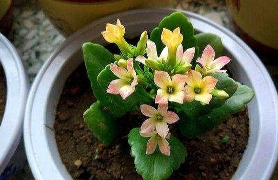 花开富贵|长寿花最爱的“3种”食物,各个都是大补药,比花肥好,花苞量多