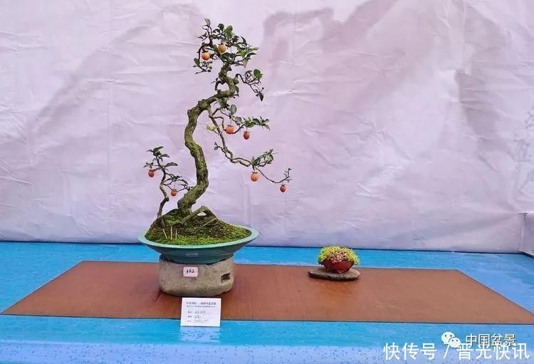 这两种盆景能当传家宝,被爱好者当“心头肉”