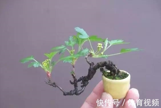 黄杨|微型盆景越来越受欢迎,这里是它们的“集中营”,都是你想知道的