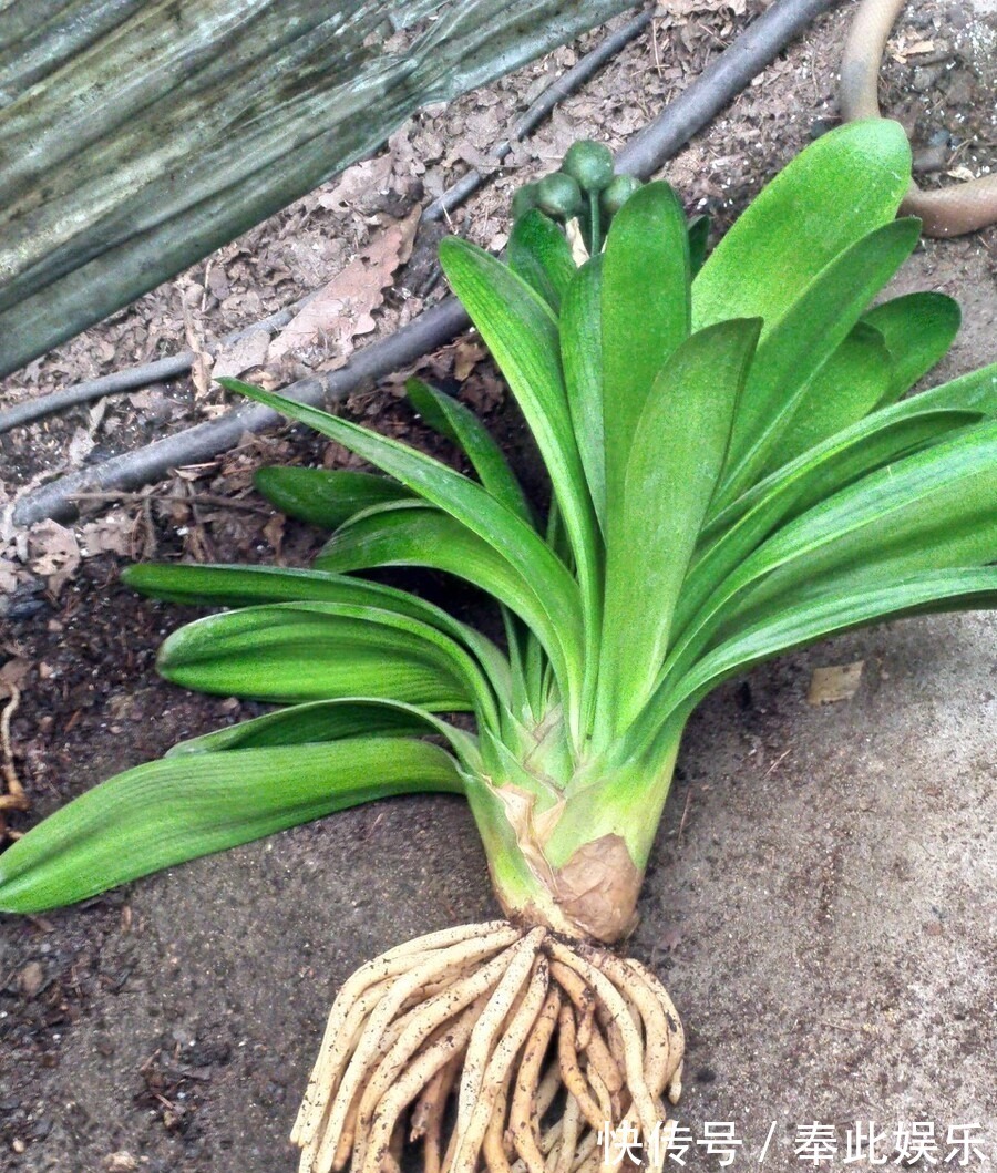 君子兰长得好不好,不在于开不开花,而在于这三个地方