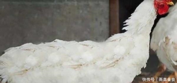 有人|肯德基那么多鸡翅和鸡腿来自哪里?有人说变异鸡,但事实不是这样