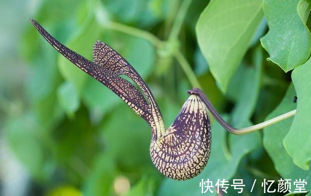 苦瓜|医院不公开的秘密,滥用5种中药,可能导致肝损伤,建议收藏