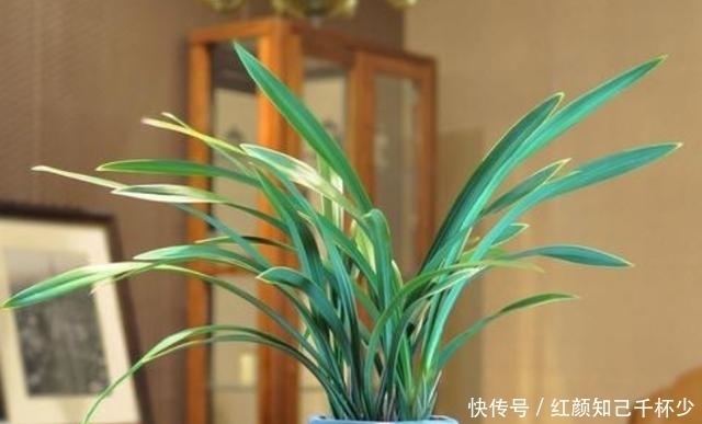 花生壳|室内养兰就选墨兰,养它避免“3怕”,叶绿新芽多,年年都开花