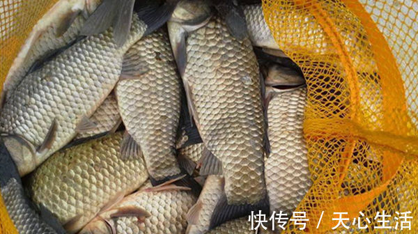 五款自制饵料配方,鲫鱼疯狂着迷,杂鱼不沾,盛夏野钓大板鲫必备
