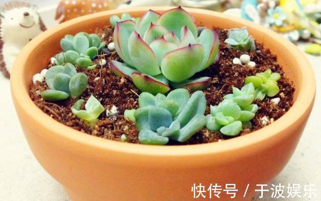 养花新手掌握7个”养护技巧“,刚买的多肉很快就能蹭蹭地长