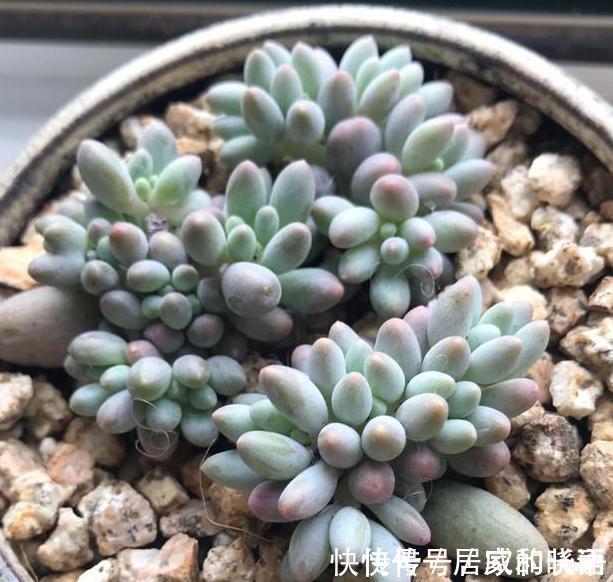 多肉植物,扒一扒多肉浇水浇多后的万丈深渊,肉友,悔不当初