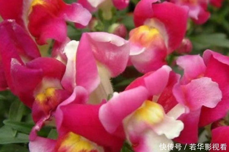 金丝雀|从5月12日开始,家养此款花卉,好养易爆盆,惊艳如花球,美翻了