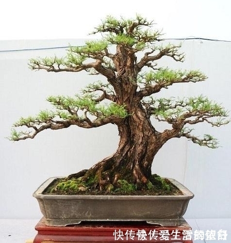 中国|6种高端松树盆景,日本品种占一半,最后1个却是中国一级保护植物