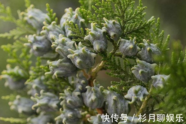 树叶|有了白发别花冤枉钱,一片树叶轻松解决,还你一头乌黑亮丽秀发!