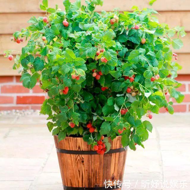 微酸性|养花不如种果,这8种盆栽,年年爆盆,一家人一年都吃不完!